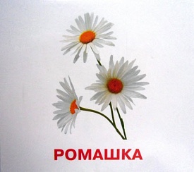 Картки міні (18 карток): Квіти (у) - 2 - smarttoys.com.ua