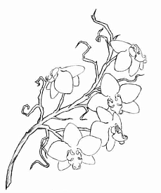 Набір для розпису - антистрес "Вітраж. Орхідеї" ТМ "RIVIERA BLANCA", шт RB-0594 - 1 - smarttoys.com.ua